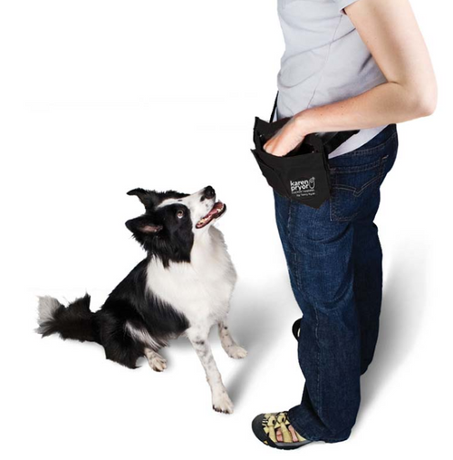 dog looking up to its owner on white background