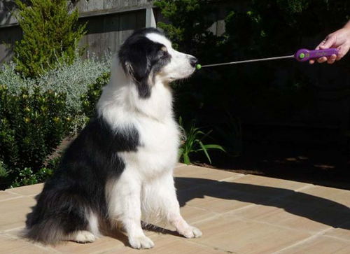 dog owner pointing stick with clicker to dog