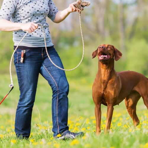 man playing with dog on the grass