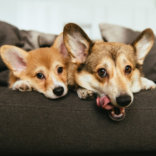 2 dogs laying on the couch